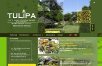 tulipa